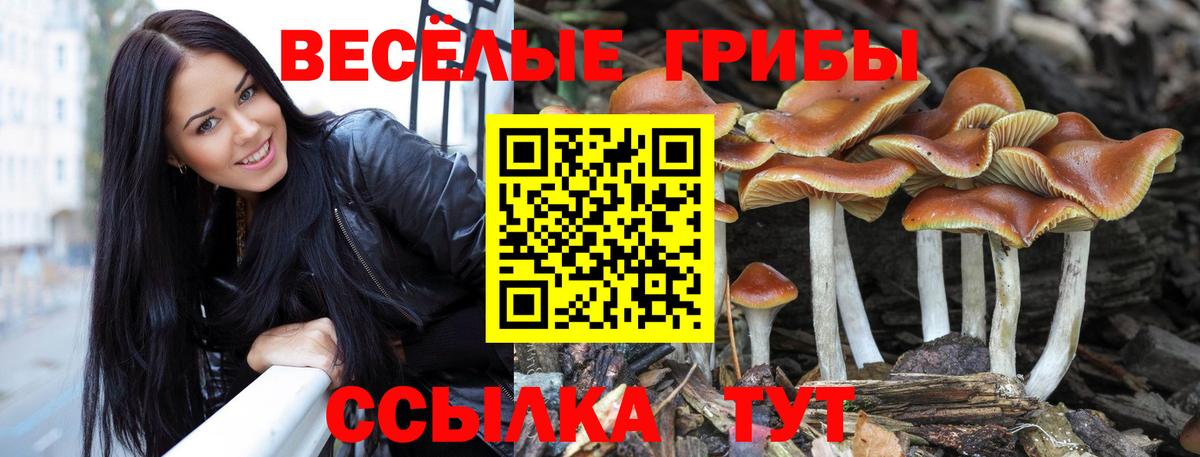 что такое   Вход с VPN  Камышин  Псилоцибиновые грибы MAGIC MUSHROOMS 